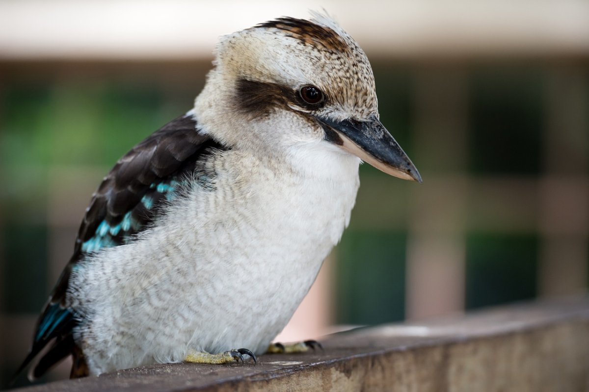 Кукабарра в Австралии