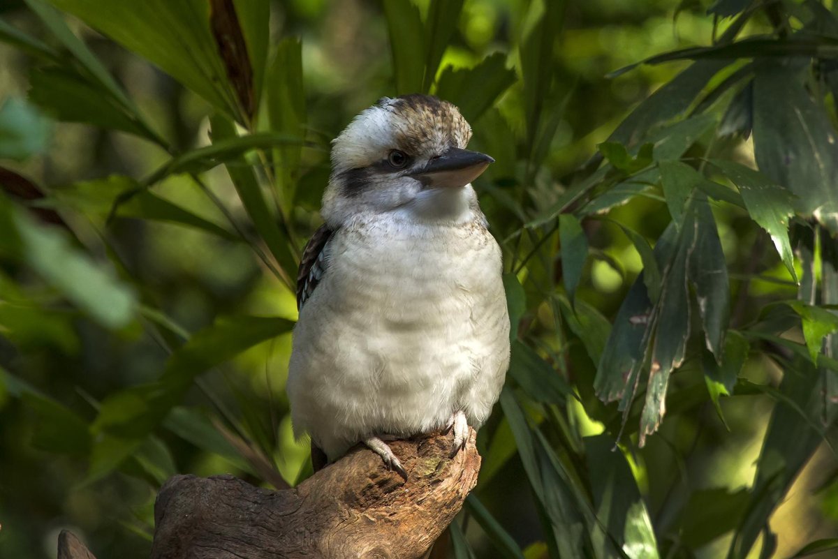 Кукабарра толстая