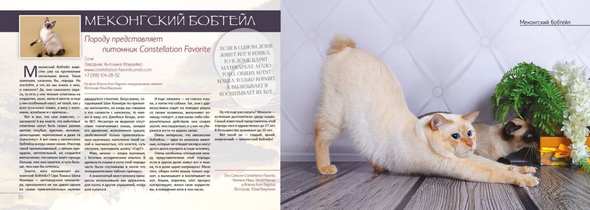 Порода кота Меконгский бобтейл