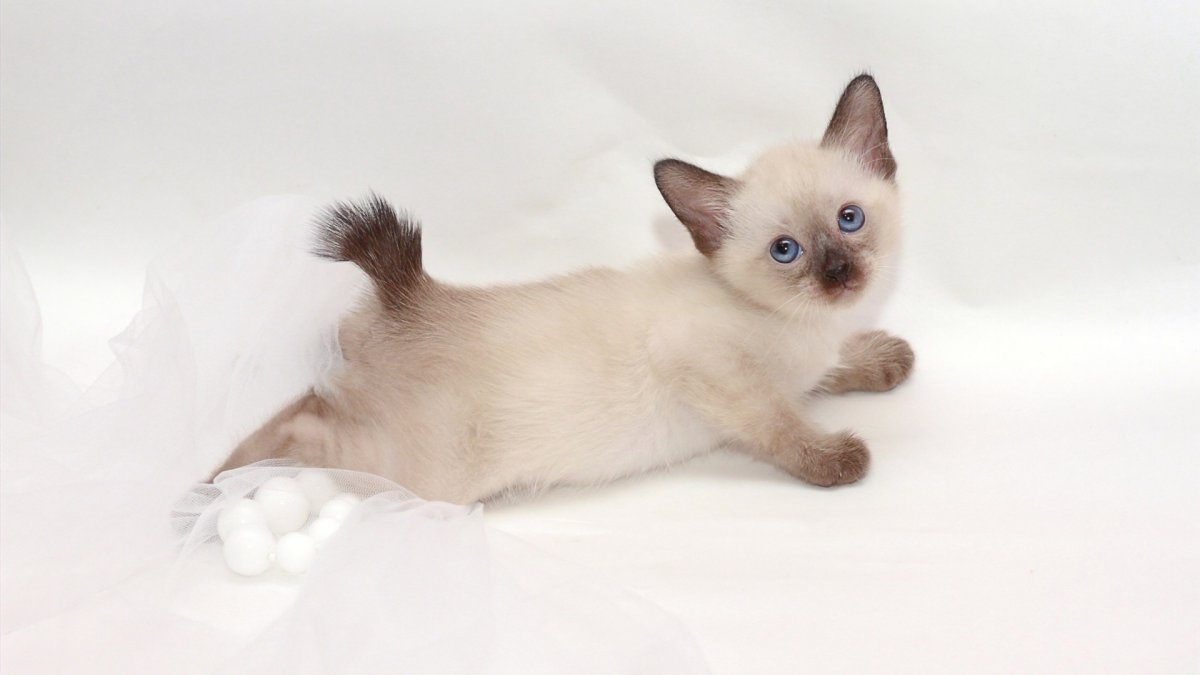 Меконгский бобтейл