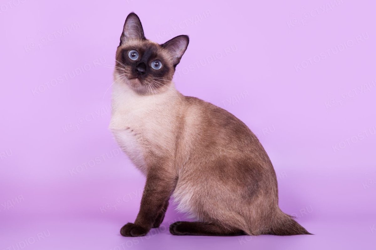 Меконгский (тайский) бобтейл