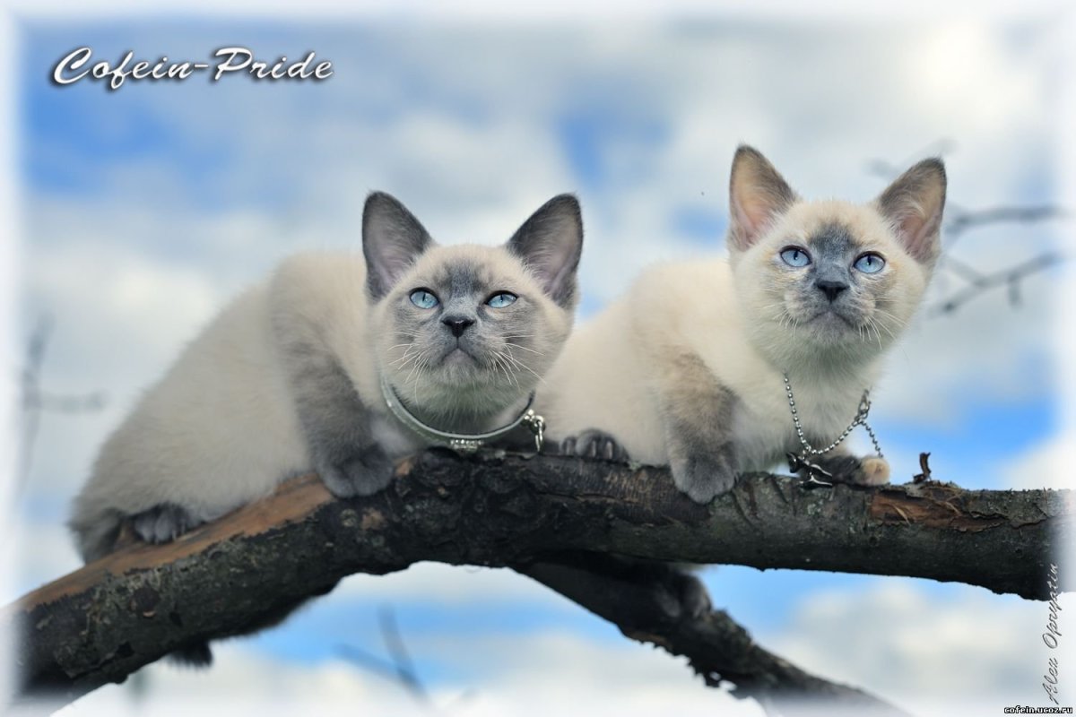 Меконгский бобтейл Blue-point