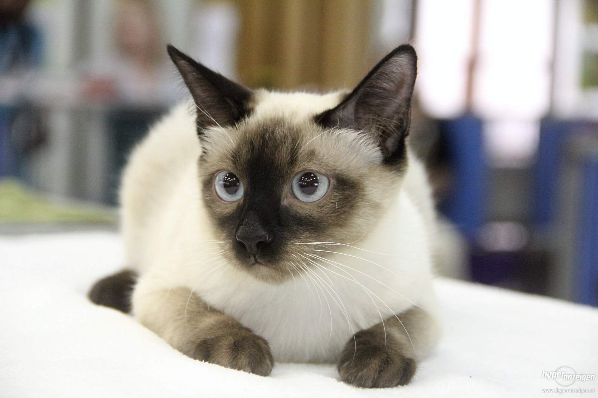 Меконгский (тайский) бобтейл