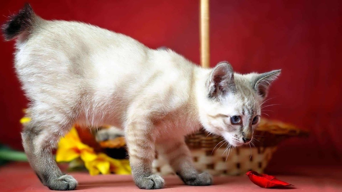 Меконгский бобтейл кошка Курильский