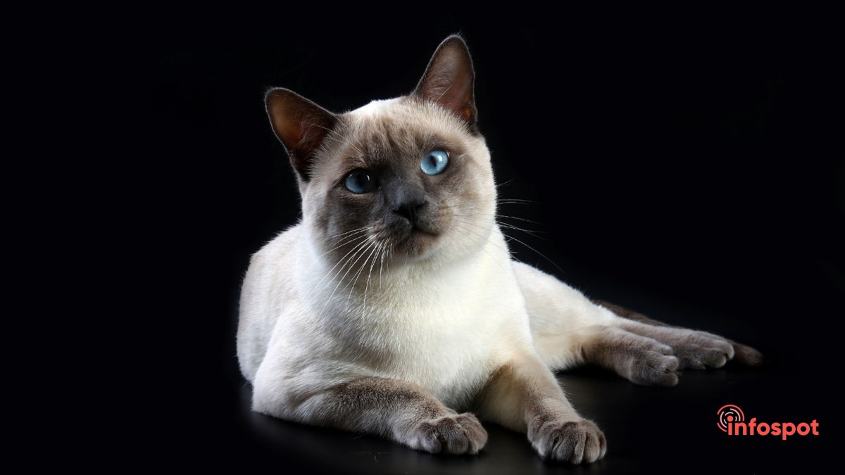 Меконгский бобтейл сил тебби Пойнт