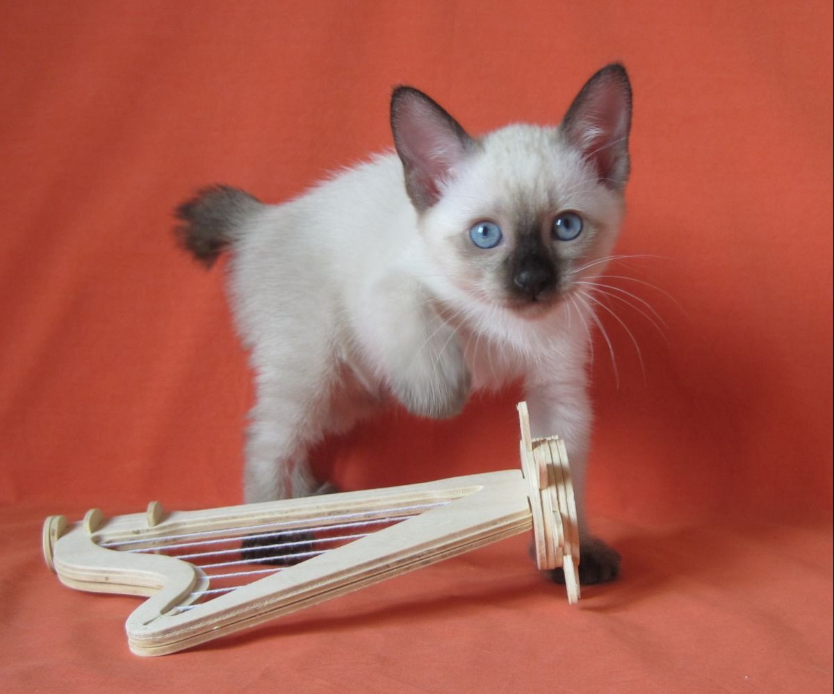 Меконгский бобтейл котята