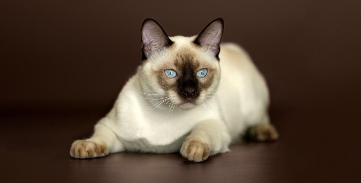 Манчкин Меконгский