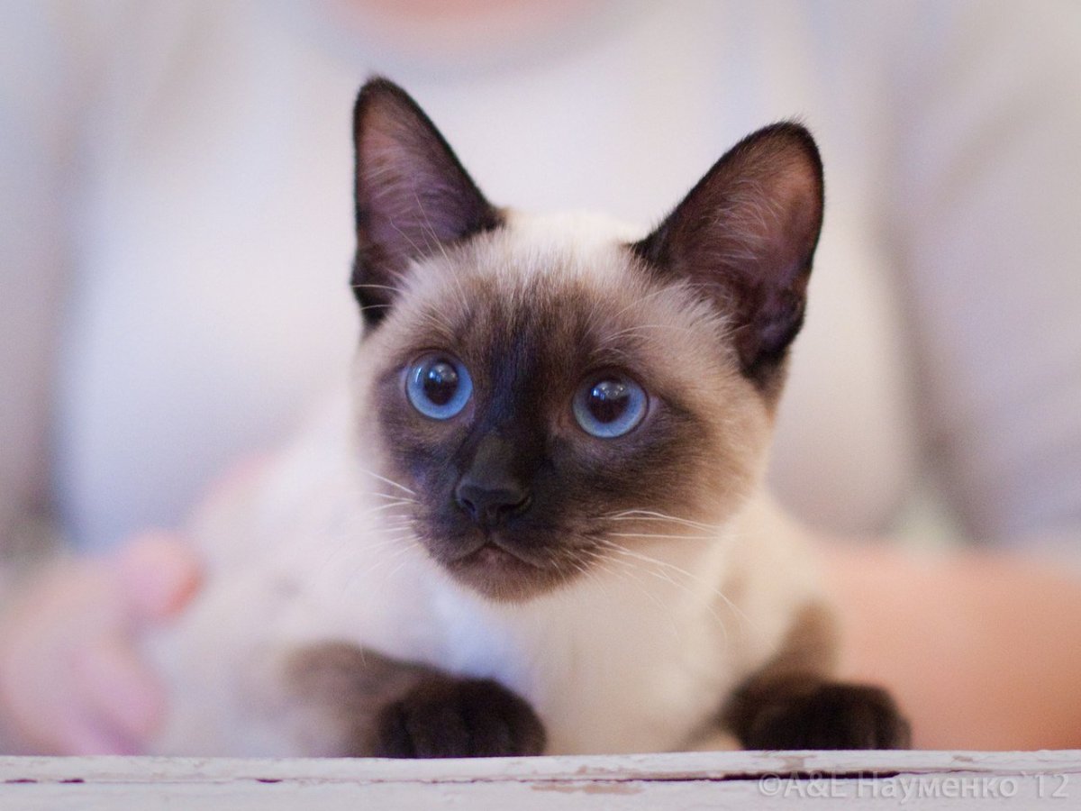 Меконгский бобтейл