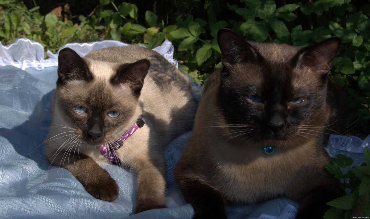 Бурманская кошка