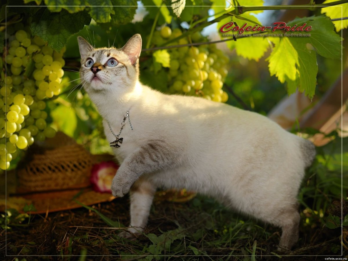 Бурманская и Меконгский бобтейл