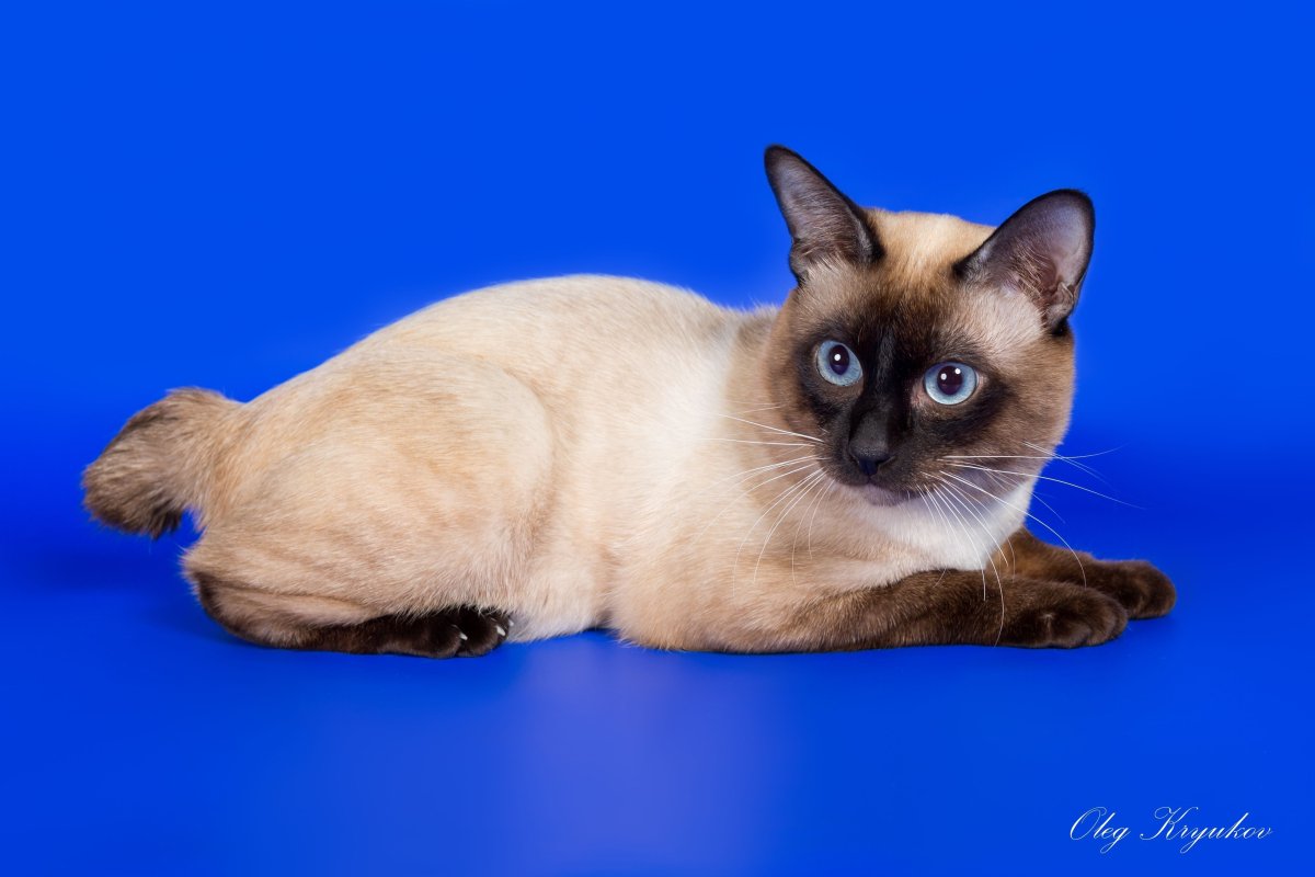 Меконгский бобтейл сил Пойнт