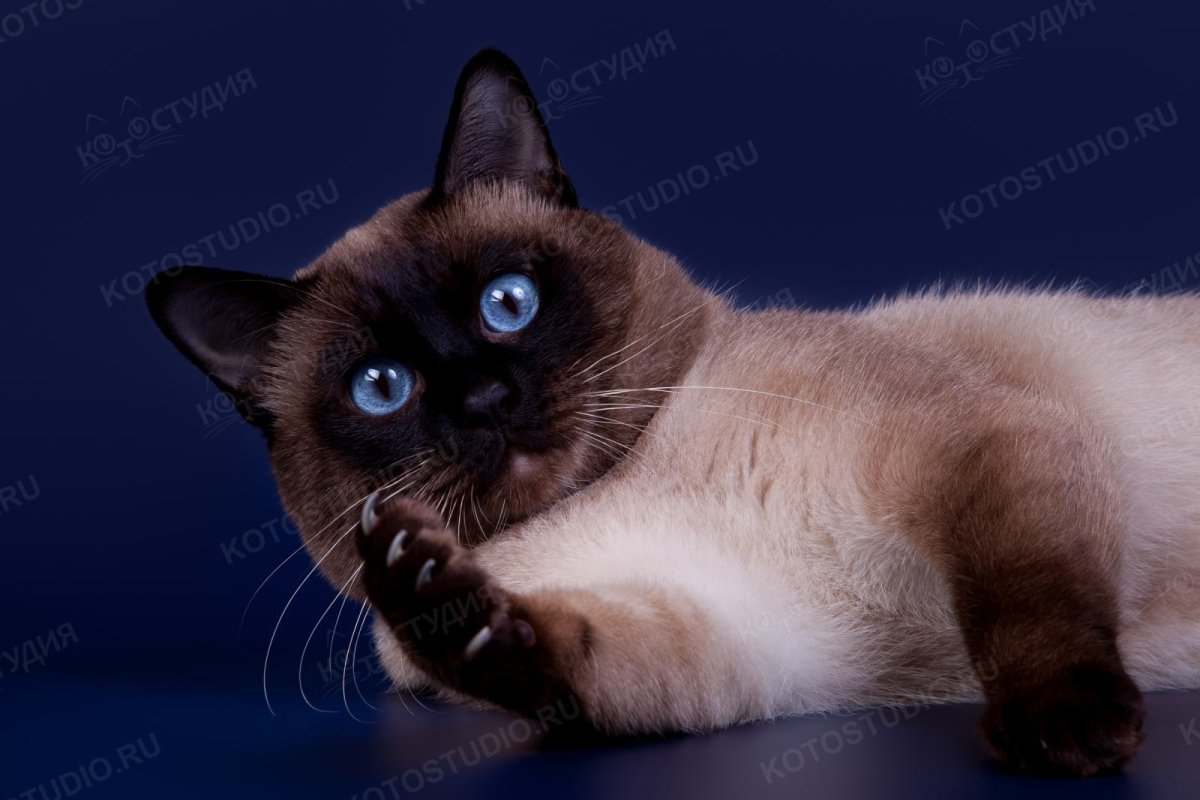 Меконгский бобтейл окрас ШОК поинт