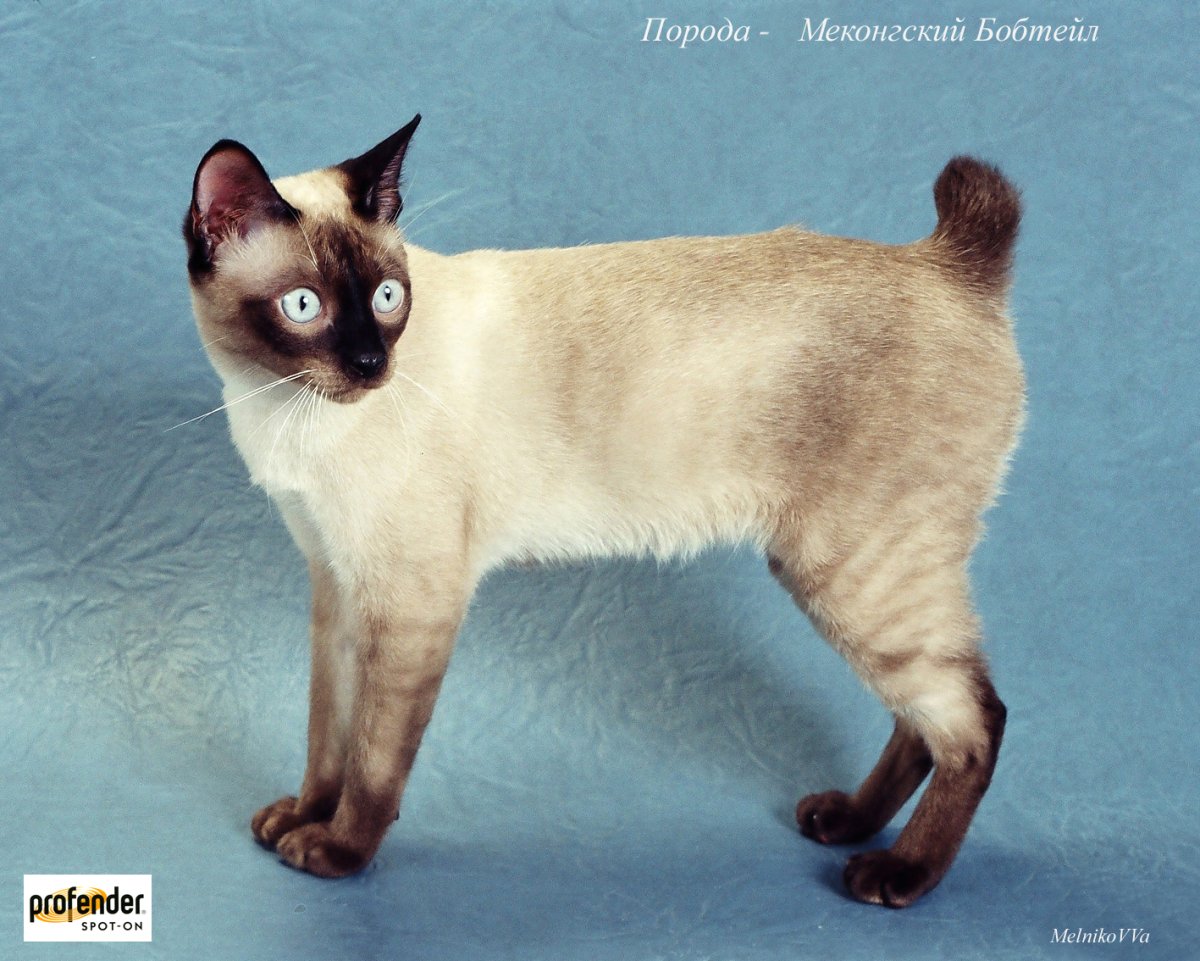 Меконгский (тайский) бобтейл