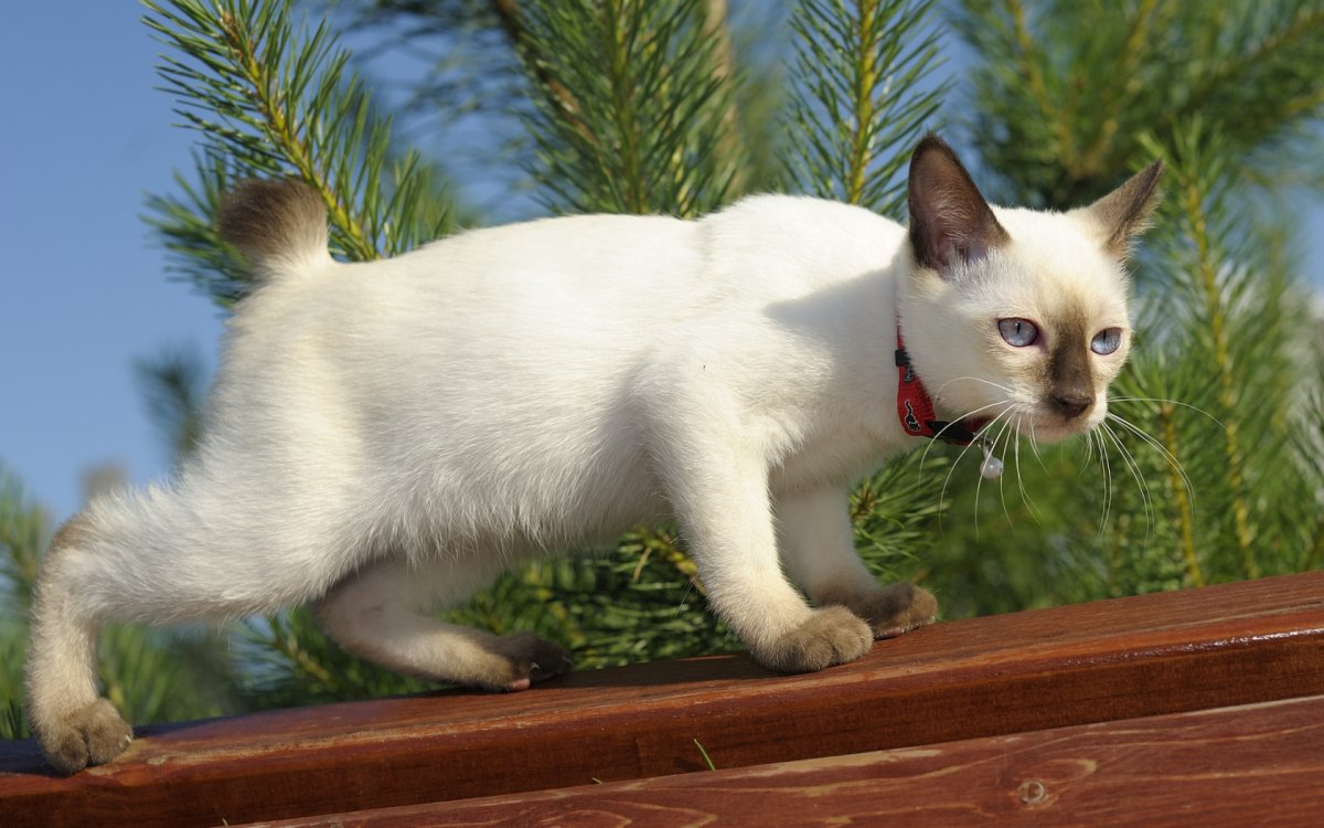 Меконгский бобтейл