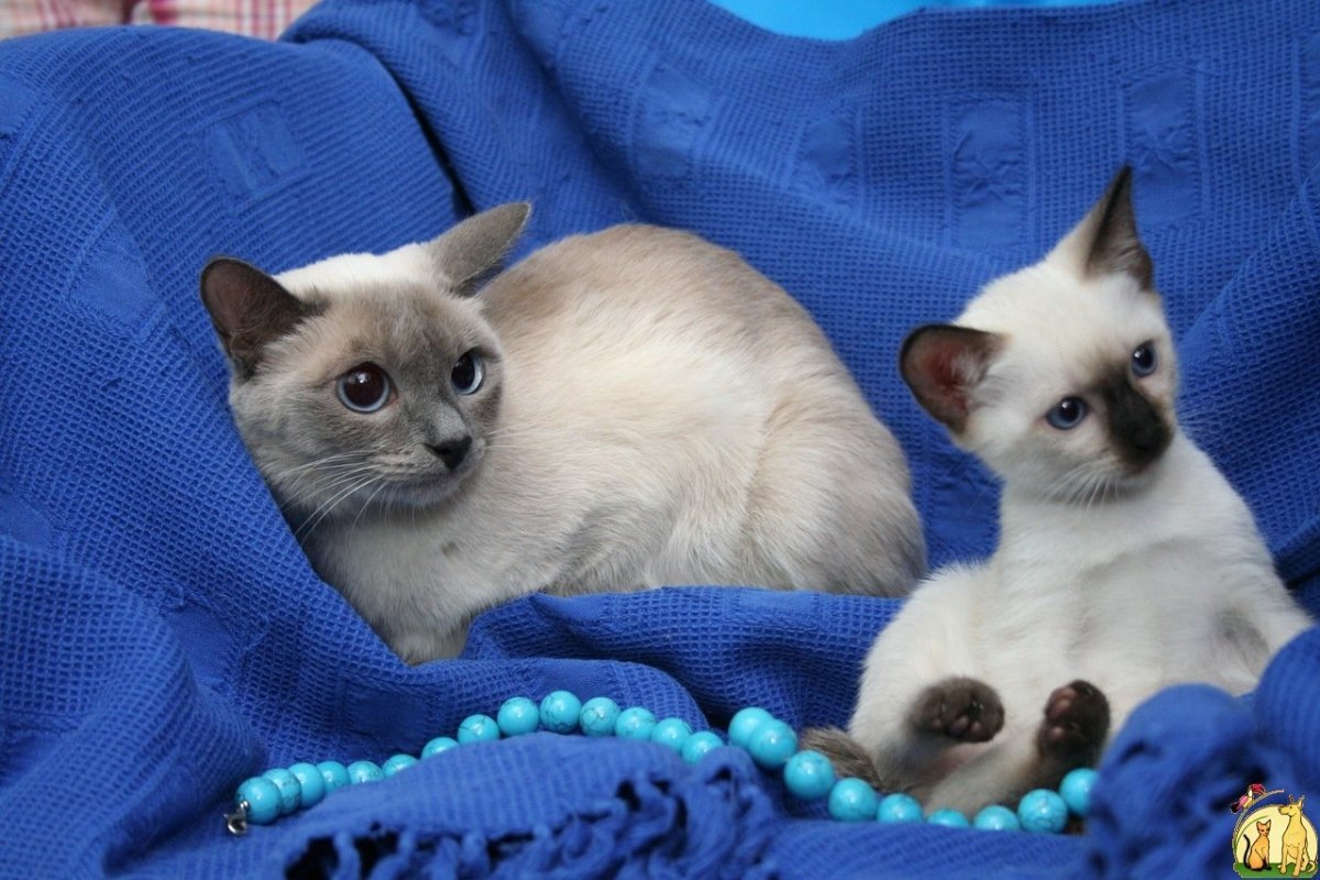 Меконгский бобтейл кот