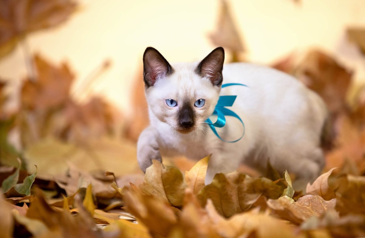 Лиловый Меконгский бобтейл