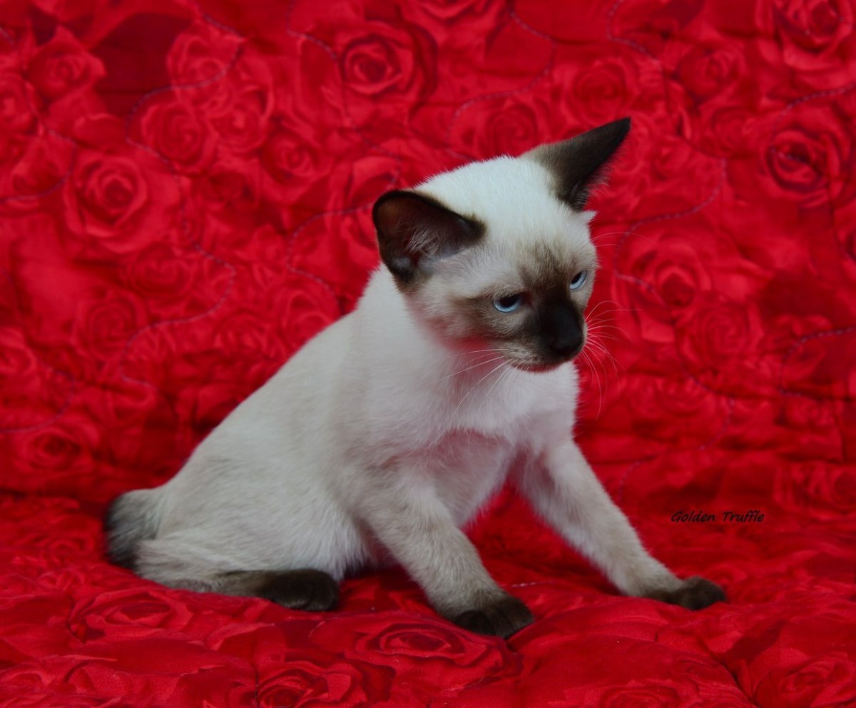 Golden Truffle питомник меконгских бобтейлов Москва