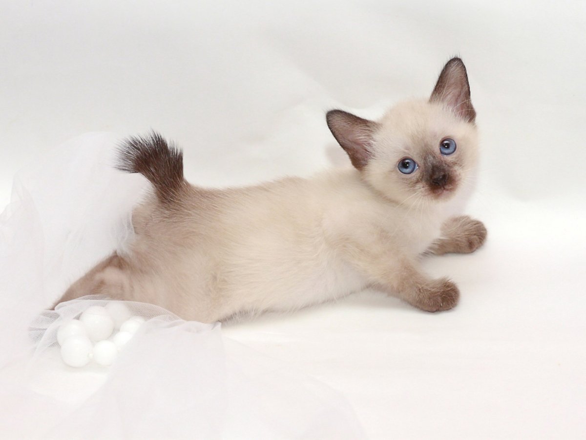 Меконгский (тайский) бобтей