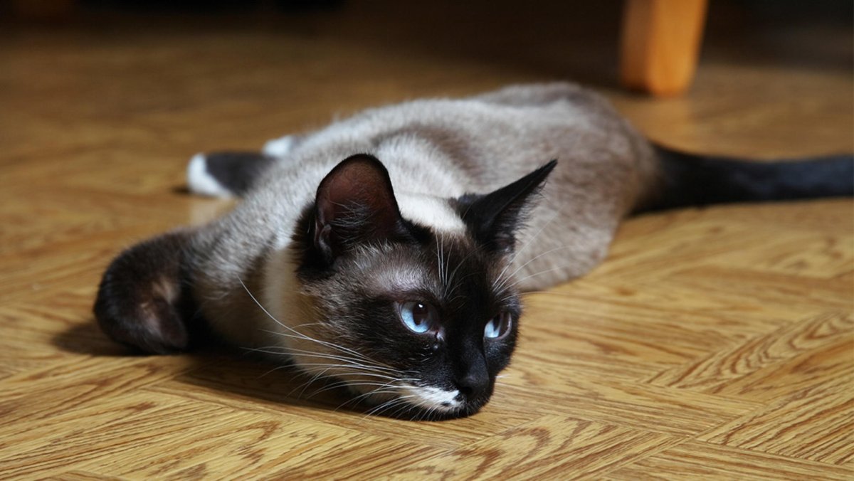 Сноу Шу окрас табби