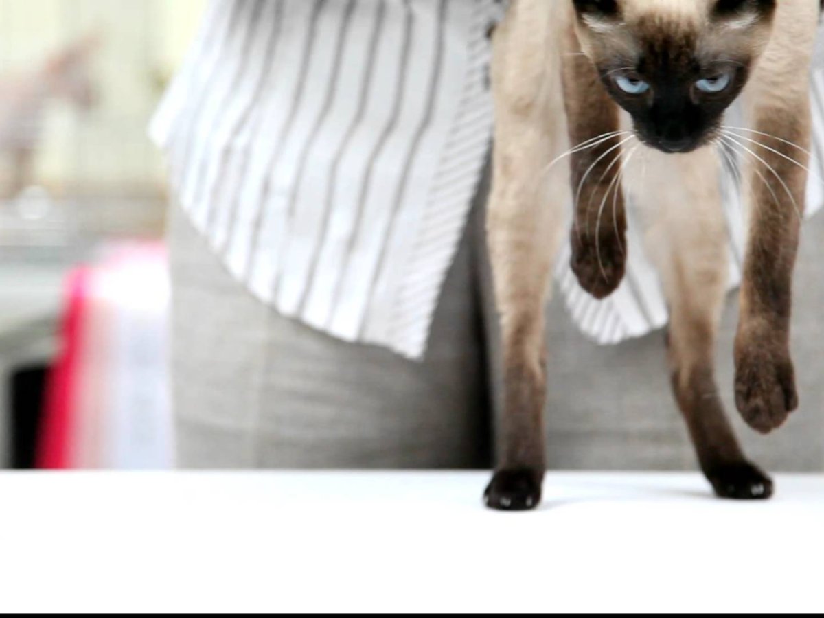 Сколько пальцев у меконгского бобтейла на задних лапах