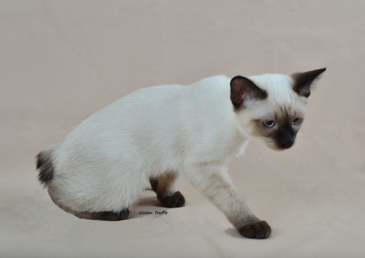 Меконгский бобтейл полосатый