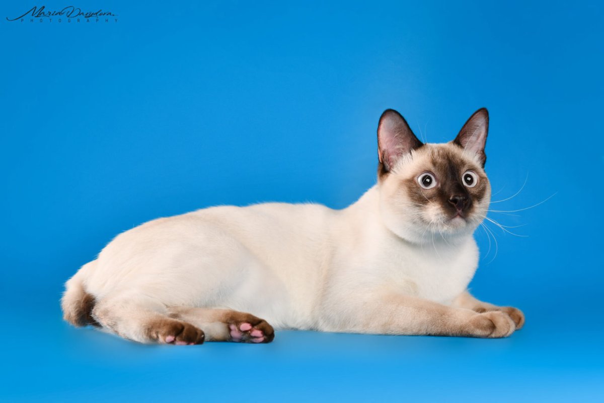 Меконгский бобтейл ред поинт