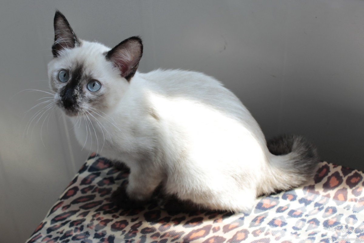 Мексиканский бобтейл