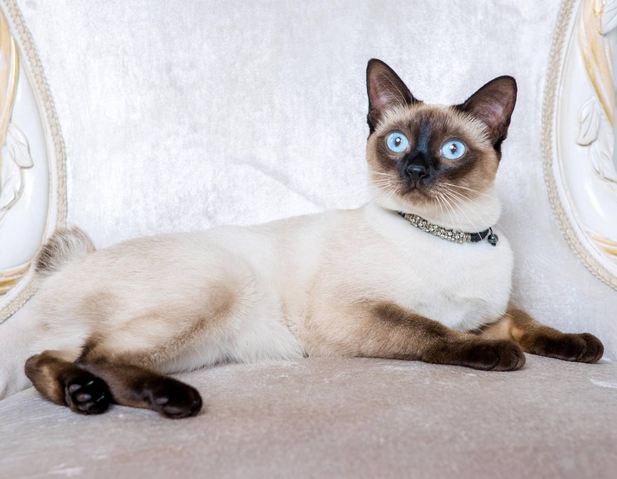 Меконгский бобтейл