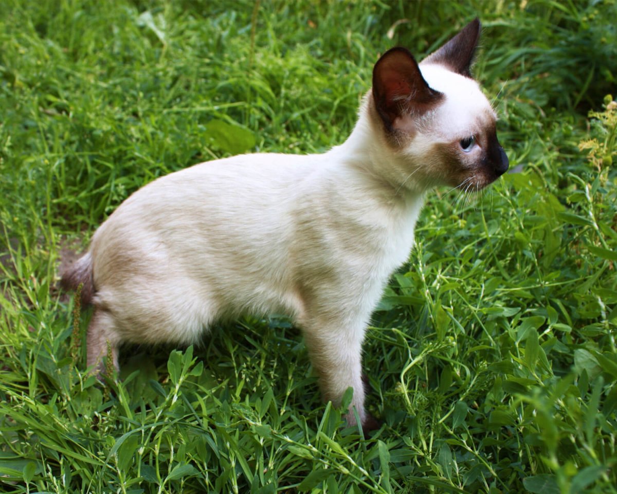 Длинношерстный Меконгский бобтейл кошка