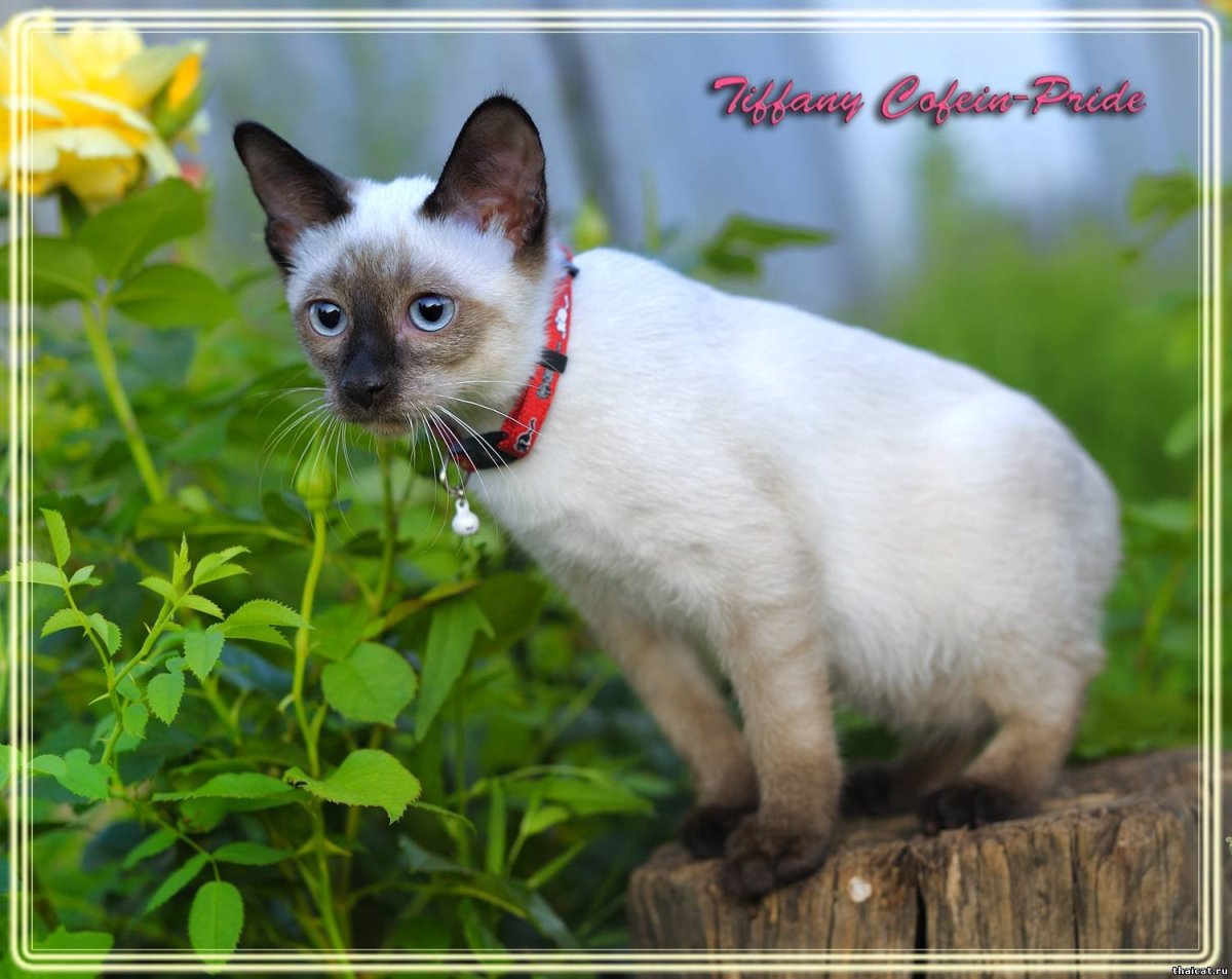 Меконгский бобтейл