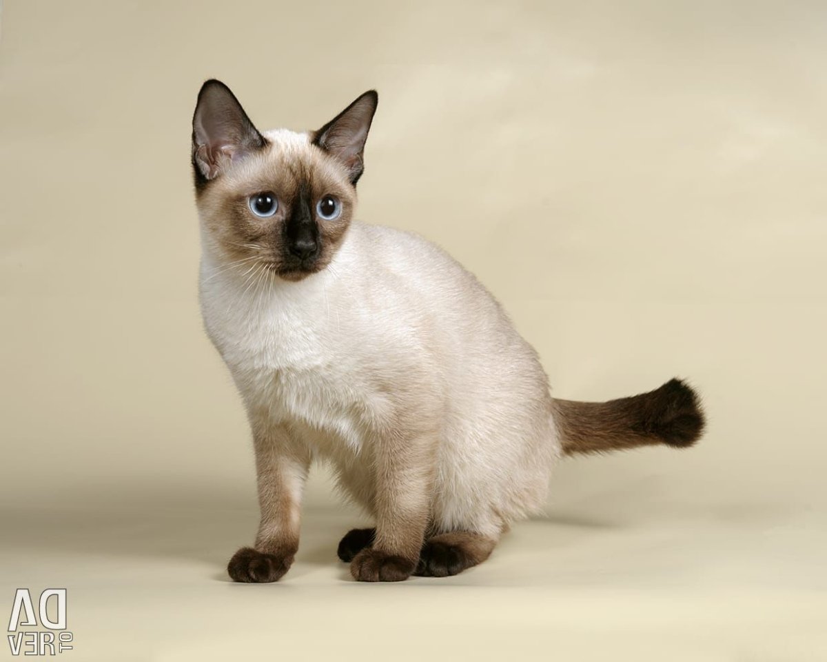 Меконгский бобтейл