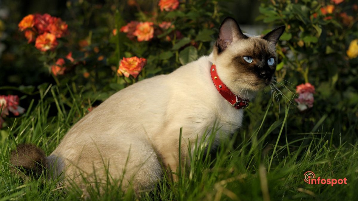 Меконгский бобтейл