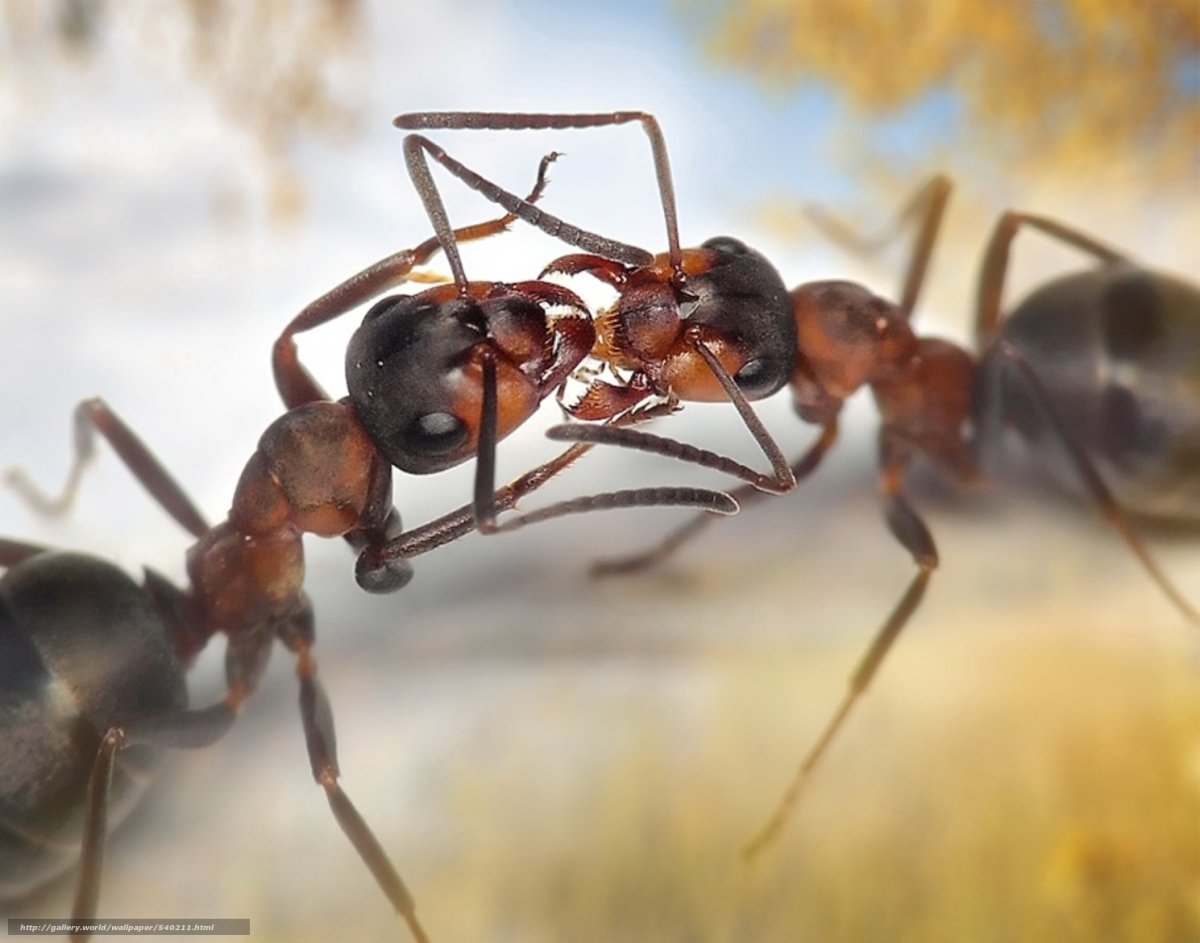 Андрей Павлов фотограф муравьи