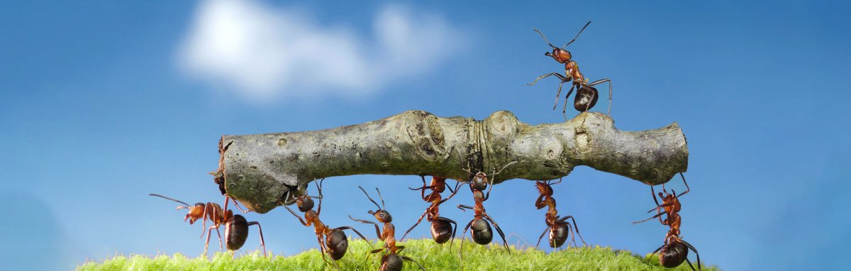 Муравей тащит больше своего веса