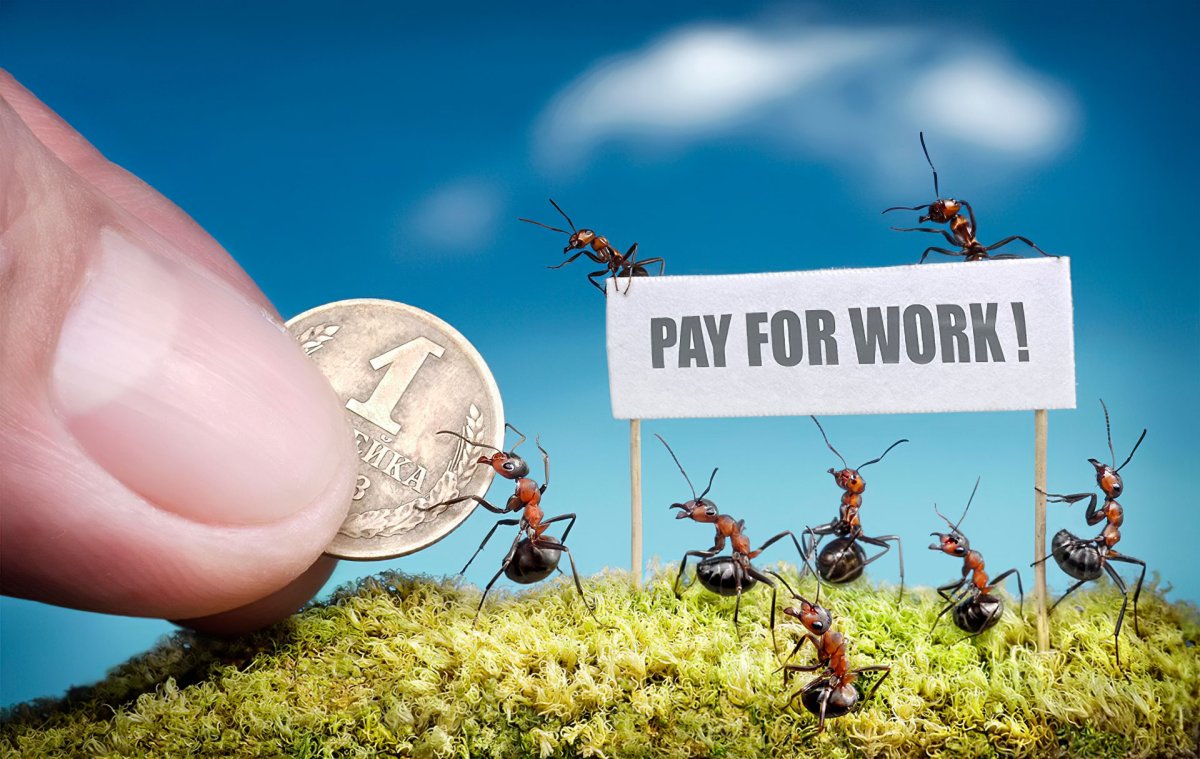 Прикольный муравей