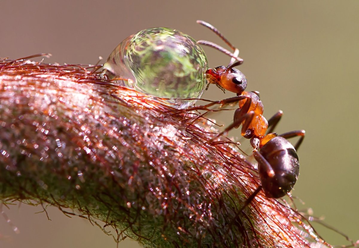 Макромир муравьи