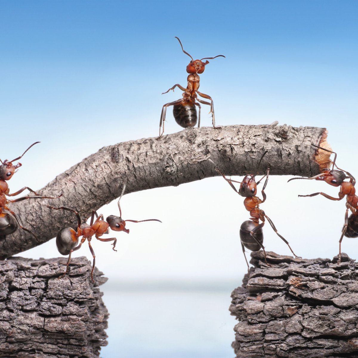 Муравьи команда