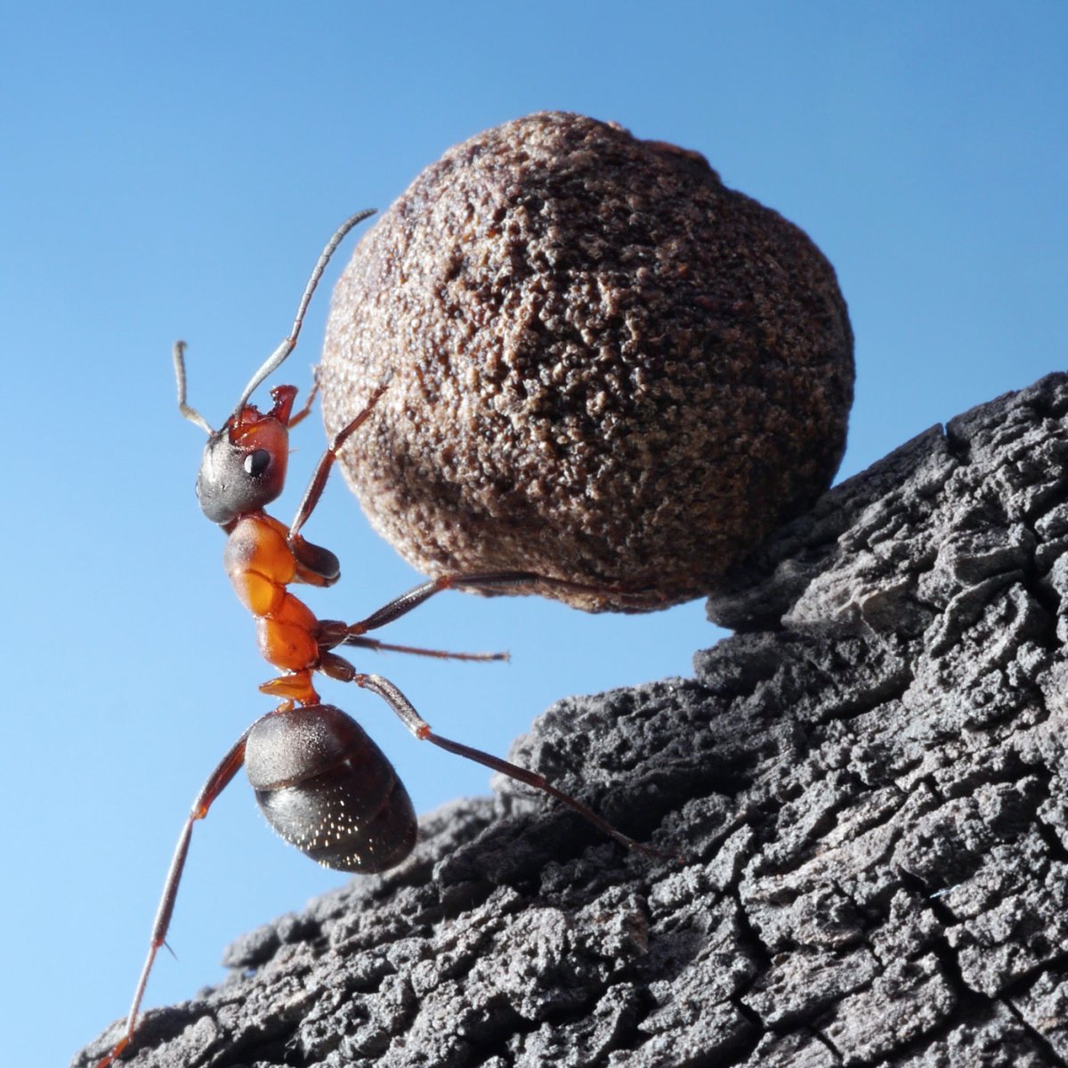 Муравей с грузом