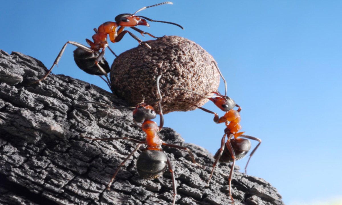 Ингулярусы вид муравьев