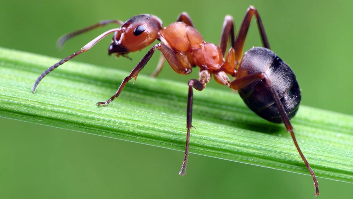 Муравей силач