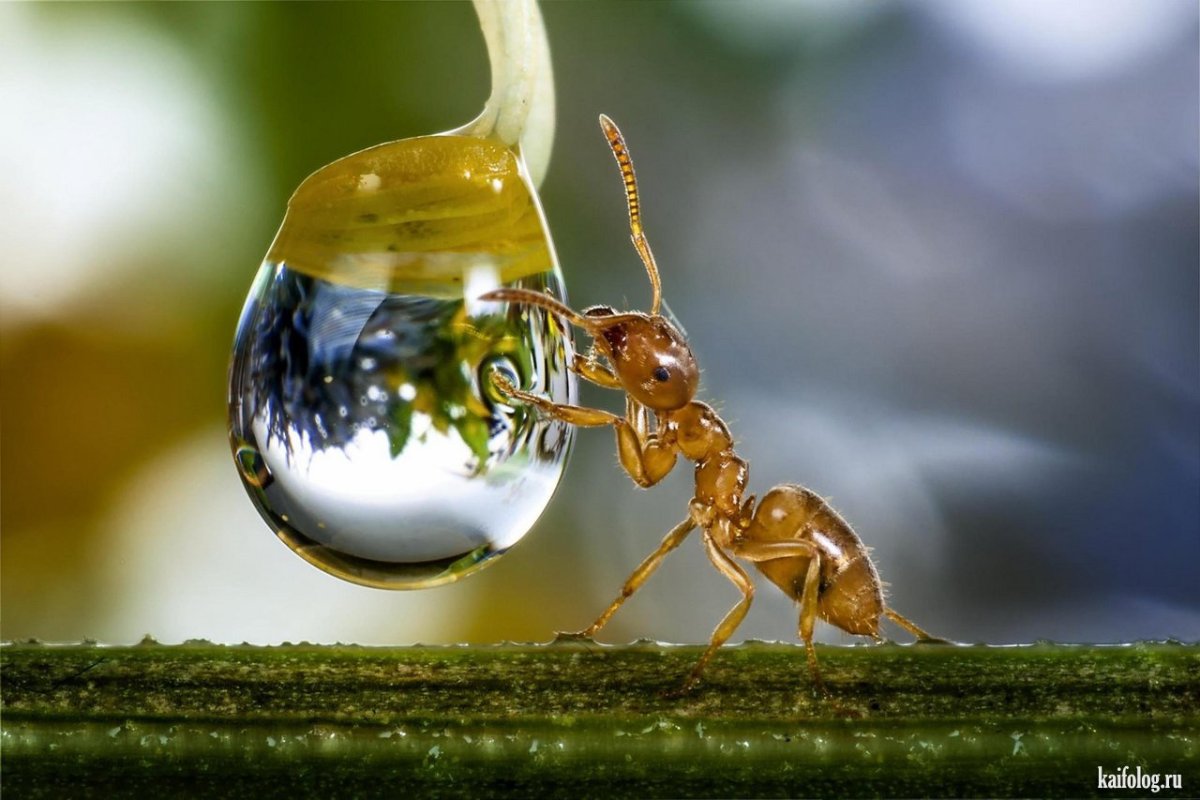 Доброе утро муравей