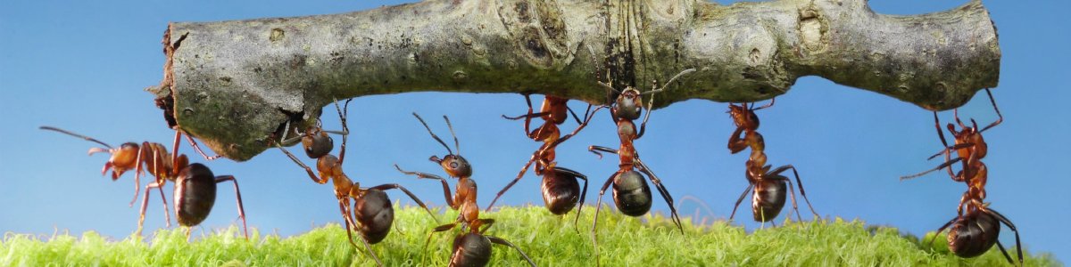 Муравей несет палочку