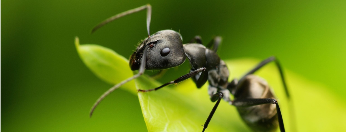 Муравей в ФАС
