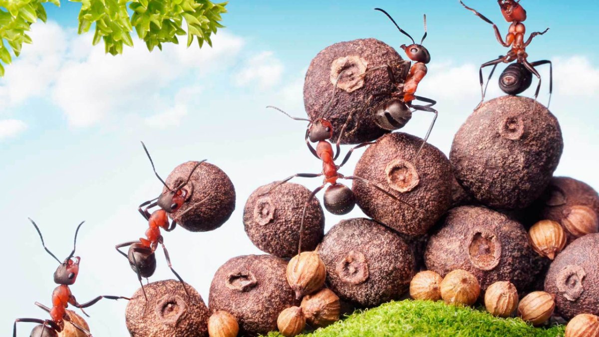 Муравей Строитель