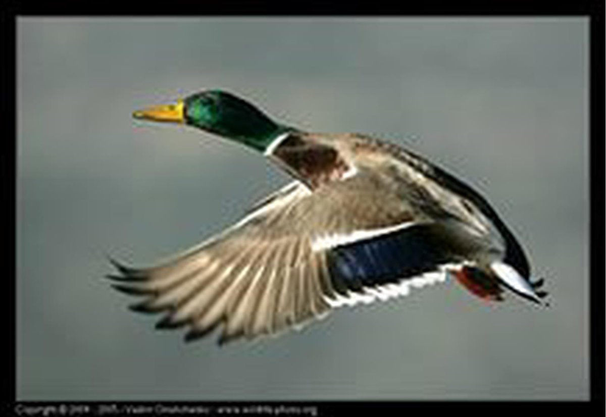 Кряква Перелетная птица