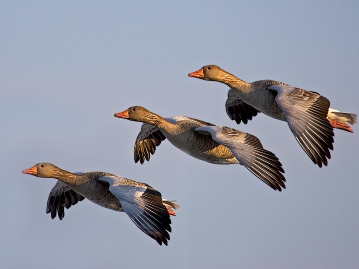 Дикие перелетные гуси