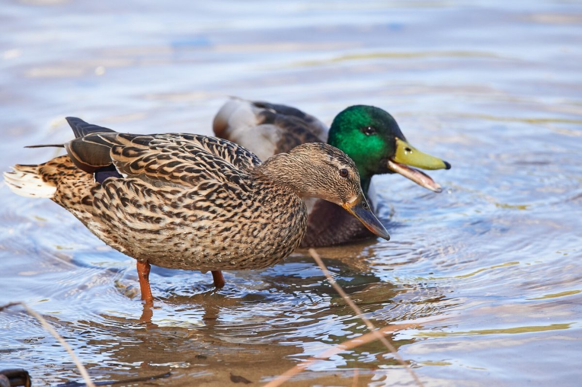 Дикая утка Перелетная птица