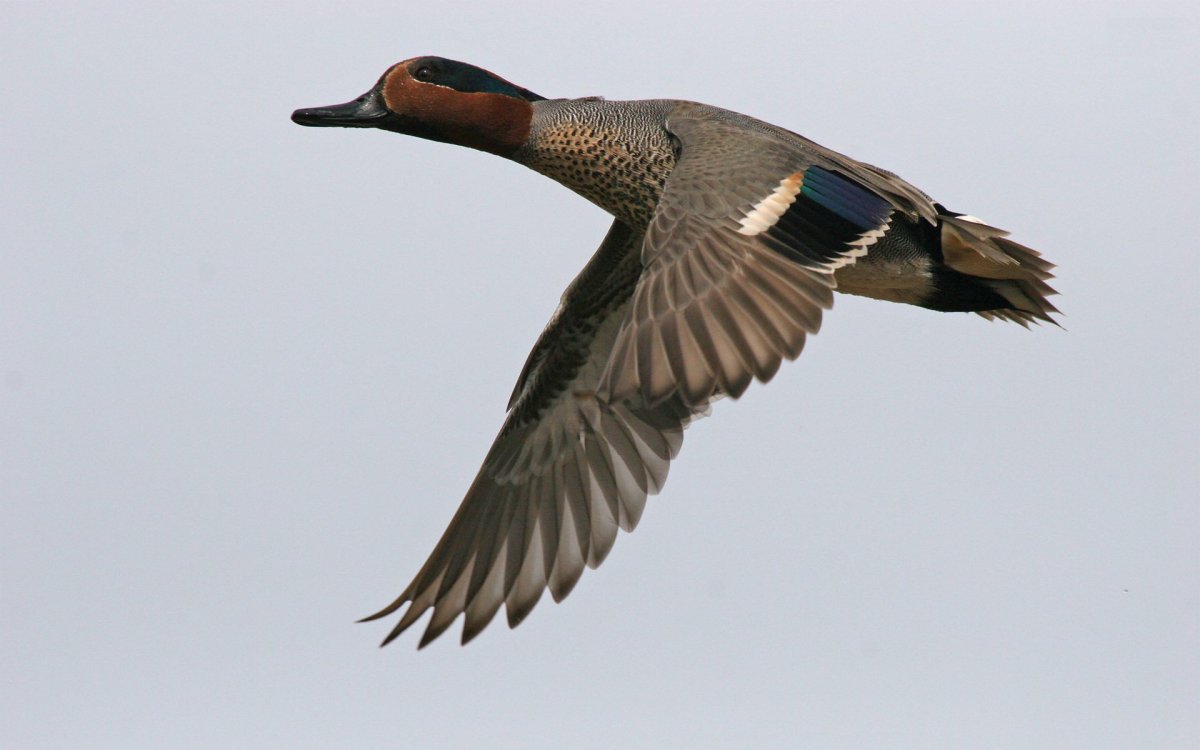 Чирок свистунок в полете