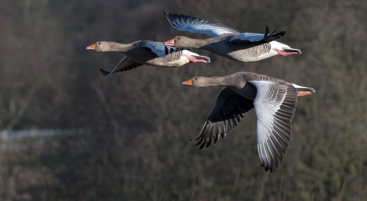 Дикие перелетные гуси