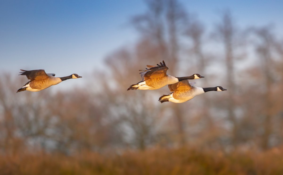 Гусь Перелетная птица